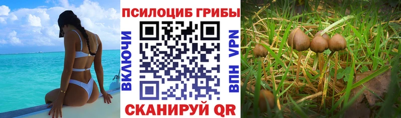 закладка  Сураж  Псилоцибиновые грибы Psilocybine cubensis 